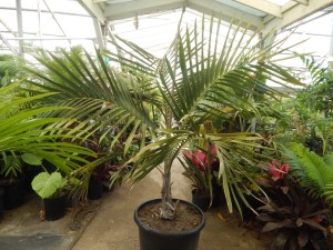CYPHOPHOENIX ELEGANS THE ELEGANT PALM SINGLE TRUNK MEDIUM SIZED PALM FROM NEW CALEDONIA
