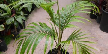 CYPHOPHOENIX ELEGANS THE ELEGANT PALM