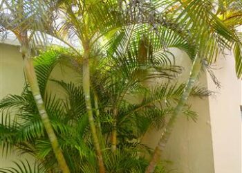 DYPSIS LUTESCENS THE ARECA PALM