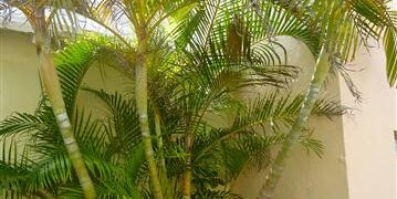DYPSIS LUTESCENS THE ARECA PALM