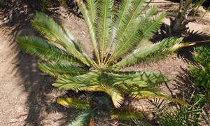 DIOON ANGUSTIFOLIUM THIN LEAFLET GREENT TO BLUE-GREEN CYCAD LIKE SUN AND HEAT