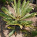 DIOON ANGUSTIFOLIUM THIN LEAFLET GREENT TO BLUE-GREEN CYCAD LIKE SUN AND HEAT