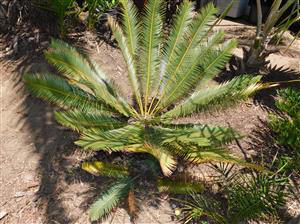 DIOON ANGUSTIFOLIUM THIN LEAFLET GREENT TO BLUE-GREEN CYCAD LIKE SUN AND HEAT