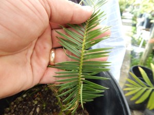 DIOON CAPUTOI RARE MEXICAN SMALLER CYCAD FOR SUN