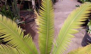 DIOON MEJIAE AN ATTRACTIVE MEDIUM SIZED CYCAD