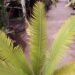 DIOON MEJIAE AN ATTRACTIVE MEDIUM SIZED CYCAD