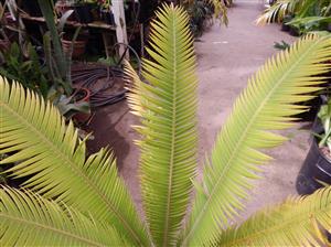 DIOON MEJIAE AN ATTRACTIVE MEDIUM SIZED CYCAD