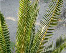 DIOON PURPUSII