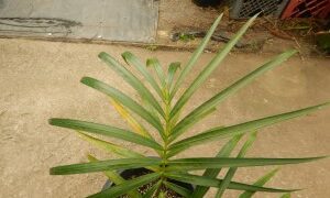 DYPSIS ARENARUM THE SAND PALM