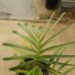 DYPSIS ARENARUM THE SAND PALM