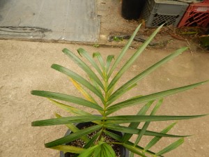 DYPSIS ARENARUM THE SAND PALM