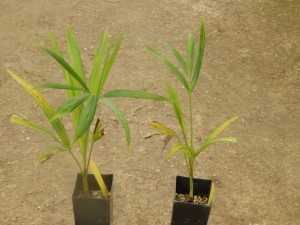 DYPSIS ARENARUM THE SAND PALM