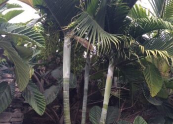 DYPSIS BARONII IDEAL RARE SUCKERING MADAGASCAR PALM