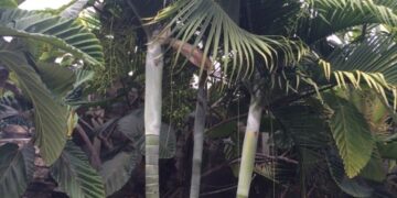 DYPSIS BARONII IDEAL RARE SUCKERING MADAGASCAR PALM