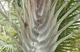 DYPSIS DECARYI THE TRIANGLE PALM