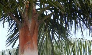 DYPSIS LEPTOCHEILOS THE TEDDY BEAR PALM