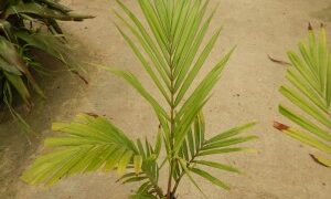DYPSIS LEPTOCHEILOS THE TEDDY BEAR PALM