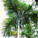 DYPSIS SAINTELUCEI SINGLE TRUNK – WHITE CROWN SHAFT NATIVE TO MADAGASCAR