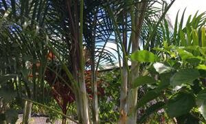 DYPSIS SPECIES “LAFAMAZANGA” LITTLE KNOWN ABOUT IT