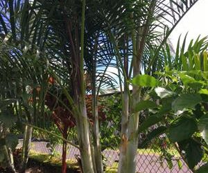 DYPSIS SPECIES “LAFAMAZANGA” LITTLE KNOWN ABOUT IT