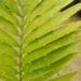 ENCEPHALARTOS AEMULANS GREEN, RARE CYCAD FROM SOUTH AFRICA