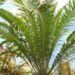 ENCEPHALARTOS AEMULANS GREEN, RARE CYCAD FROM SOUTH AFRICA