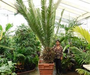 ENCEPHALARTOS ALTENSTEINII LARGER GREEN CYCAD FROM SO AFRICA