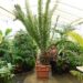 ENCEPHALARTOS ALTENSTEINII LARGER GREEN CYCAD FROM SO AFRICA