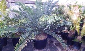 ENCEPHALARTOS ARENARIUS – BLUE, BLUE-GREEN & GREEN VARIETIES RARE SOUTH AFRICAN CYCAD