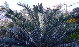 ENCEPHALARTOS ARENARIUS – BLUE & GREEN VARIETIES RARE SOUTH AFRICAN CYCAD