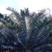 ENCEPHALARTOS ARENARIUS – BLUE & GREEN VARIETIES RARE SOUTH AFRICAN CYCAD