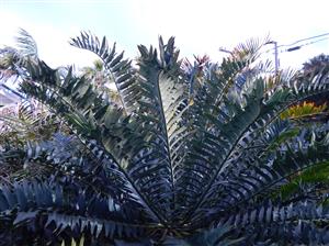 ENCEPHALARTOS ARENARIUS – BLUE & GREEN VARIETIES RARE SOUTH AFRICAN CYCAD