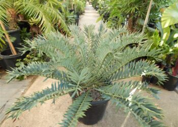 ENCEPHALARTOS ARENARIUS – BLUE & GREEN VARIETIES RARE SOUTH AFRICAN CYCAD