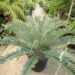 ENCEPHALARTOS ARENARIUS – BLUE & GREEN VARIETIES RARE SOUTH AFRICAN CYCAD