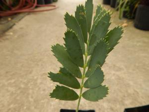 ENCEPHALARTOS EUGENE-MARAISII EXTREMELY ATTRACTIVE BLUE TRANSVAAL CYCAD