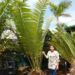 ENCEPHALARTOS KISAMBO EXOTIC CENTRAL AFRICAN CYCAD