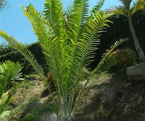 ENCEPHALARTOS LAURENTIANUS THE GIANT KWANGO CYCAD SPECTACULAR CENTRAL AFRICAN CYCAD