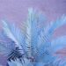 ENCEPHALARTOS LEHMANNII BLUE SOUTH AFRICAN CYCAD FOR SUN