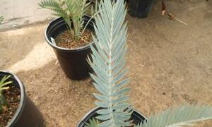 ENCEPHALARTOS LEHMANNII RARE BLUE SOUTH AFRICAN CYCAD FOR FULL COASTAL SUN