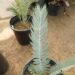 ENCEPHALARTOS LEHMANNII RARE BLUE SOUTH AFRICAN CYCAD FOR FULL COASTAL SUN