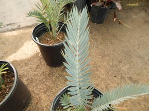 ENCEPHALARTOS LEHMANNII RARE BLUE SOUTH AFRICAN CYCAD FOR FULL COASTAL SUN