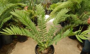 ENCEPHALARTOS NATALENSIS MEDIUM SIZED GREEN CYCAD 