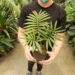 ASSORTED CYCAD SEEDLINGS VARIOUS SPECIES