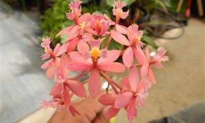 EPIDENDRON ORCHID PINK BLOSSOM