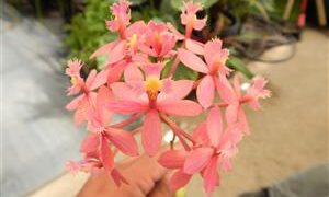 EPIDENDRON ORCHID PINK BLOSSOM