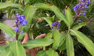 DICHORISANDRA THYRIFLORA THE BLUE GINGER – HARD TO FIND