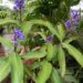 DICHORISANDRA THYRIFLORA THE BLUE GINGER – HARD TO FIND
