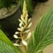 PINSTRIPE GINGER DWARF GINGER WITH WHITE ON GREEN STRIPED LEAVES
