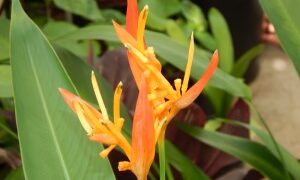 HELICONIA PSITTACORUM ANDROMEDA A RARE DWARF HELICONIA WITH ORANGE BLOSSOMS
