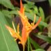 HELICONIA PSITTACORUM ANDROMEDA A RARE DWARF HELICONIA WITH ORANGE BLOSSOMS